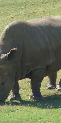 Angalifu, Sudanese-born American rhinoceros, dies at age 44